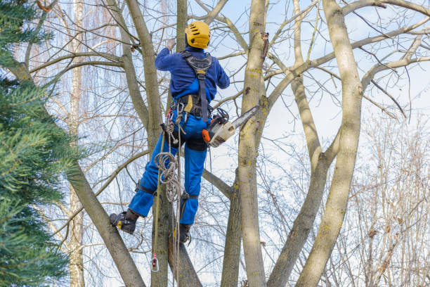 Tree and Shrub Care in Alachua, FL